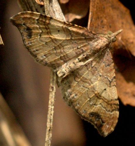 Homodotis megaspilata